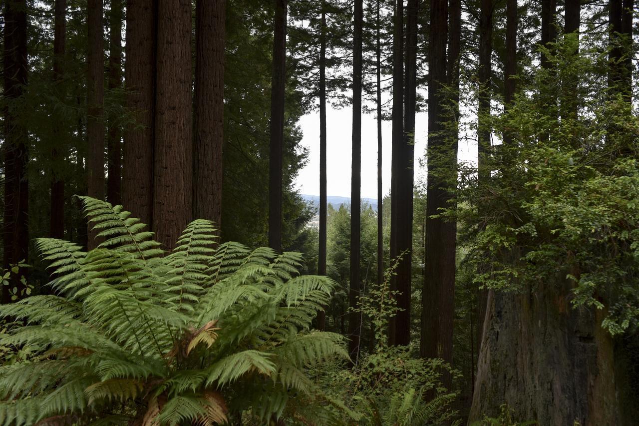 Serene Redwood Retreat Arcata Exterior foto